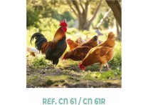 CALENDARIO NEVERA IMAN GALLO
