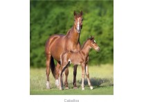 CALENDARIO PARED CABALLO