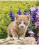 CALENDARIO PARED GATO