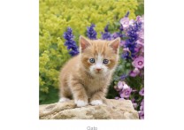 CALENDARIO PARED GATO