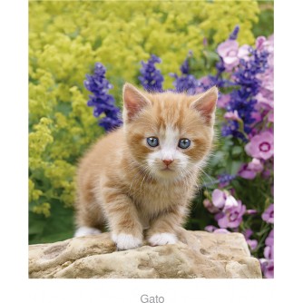 CALENDARIO PARED GATO