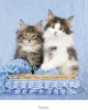 CALENDARIO PARED GATO