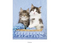 CALENDARIO PARED GATO