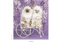 CALENDARIO PARED GATO