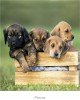 CALENDARIO PARED PERRO
