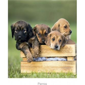 CALENDARIO PARED PERRO
