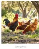 CALENDARIO PARED GALLO