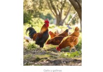 CALENDARIO PARED GALLO