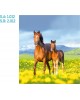CALENDARIO PARED GALICIA