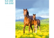 CALENDARIO PARED GALICIA