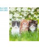 CALENDARIO PARED GALICIA
