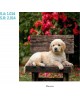 CALENDARIO PARED GALICIA