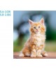 CALENDARIO PARED GALICIA