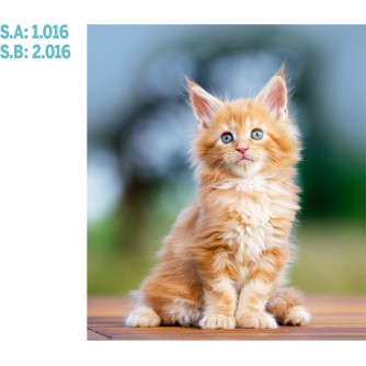 CALENDARIO PARED GALICIA