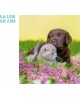 CALENDARIO PARED GALICIA