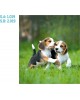CALENDARIO PARED GALICIA