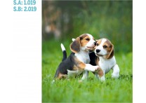 CALENDARIO PARED PERRO