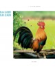 CALENDARIO PARED GALICIA