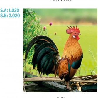 CALENDARIO PARED GALLO
