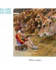 CALENDARIO PARED GALICIA